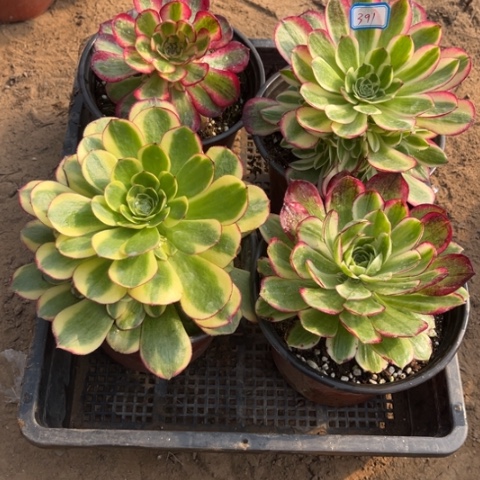 391多肉植物组合