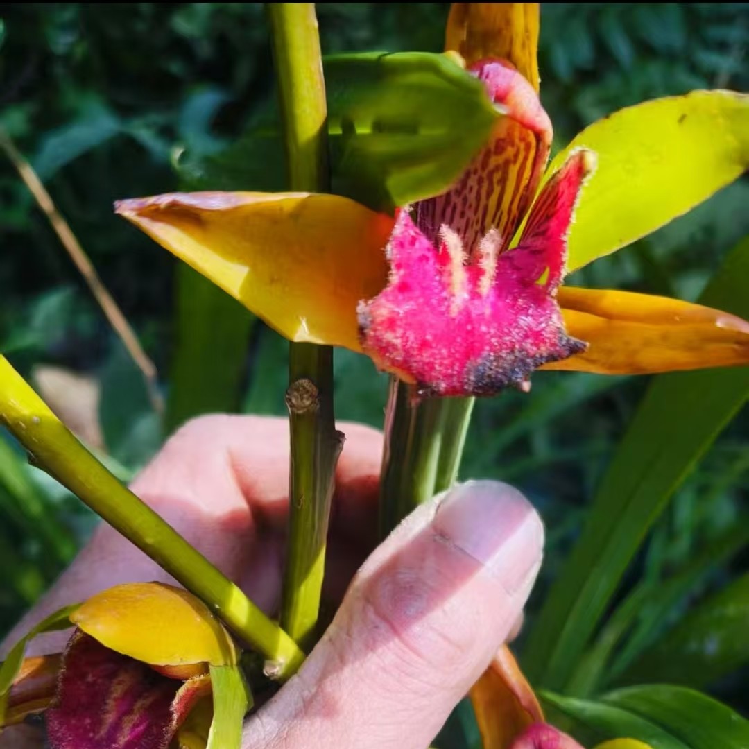 大花浓香花期的卡特兰花卉盆栽适合室内种植