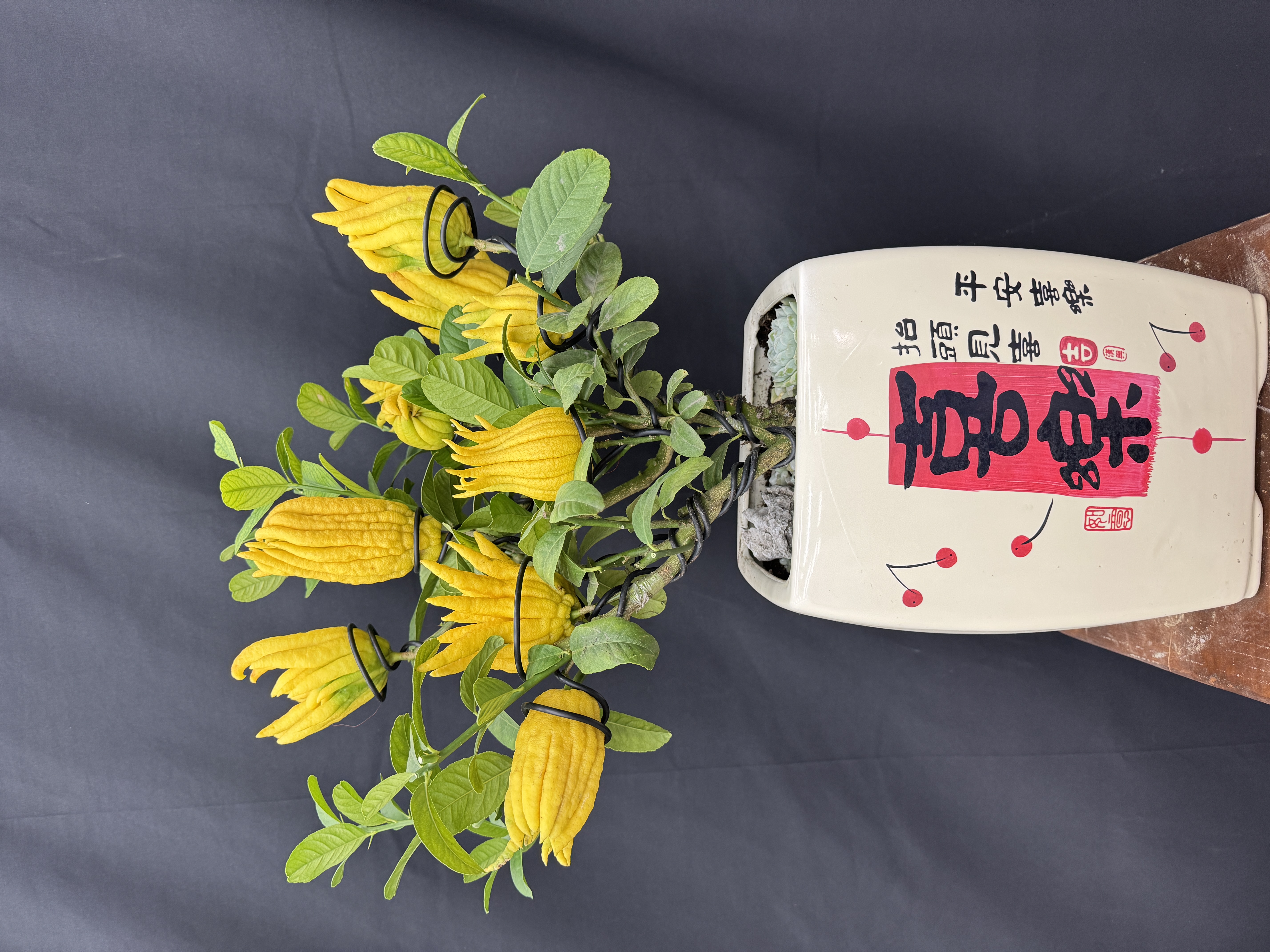 金华佛手盆栽金佛手大果佛手盆栽室内室外办公室盆栽植物