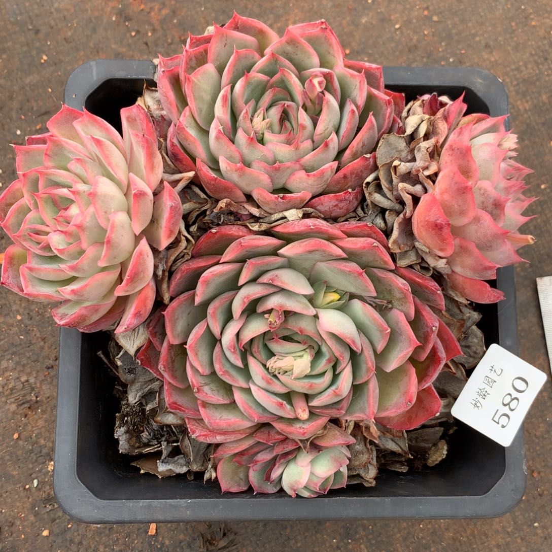 580杂交多肉老桩 17冠