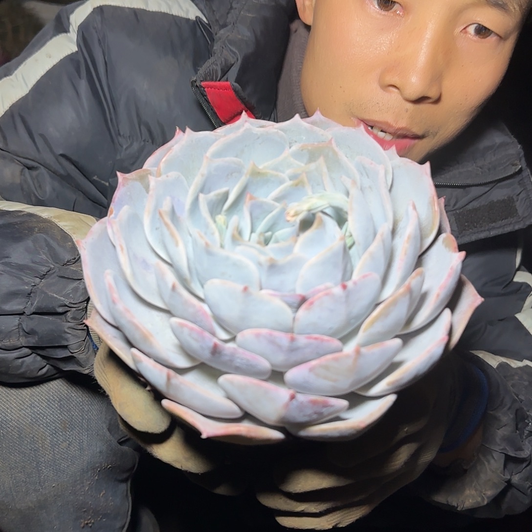 盆栽露西娜多肉1棵