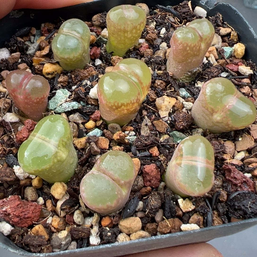 11.24好看的多肉脱土发货260