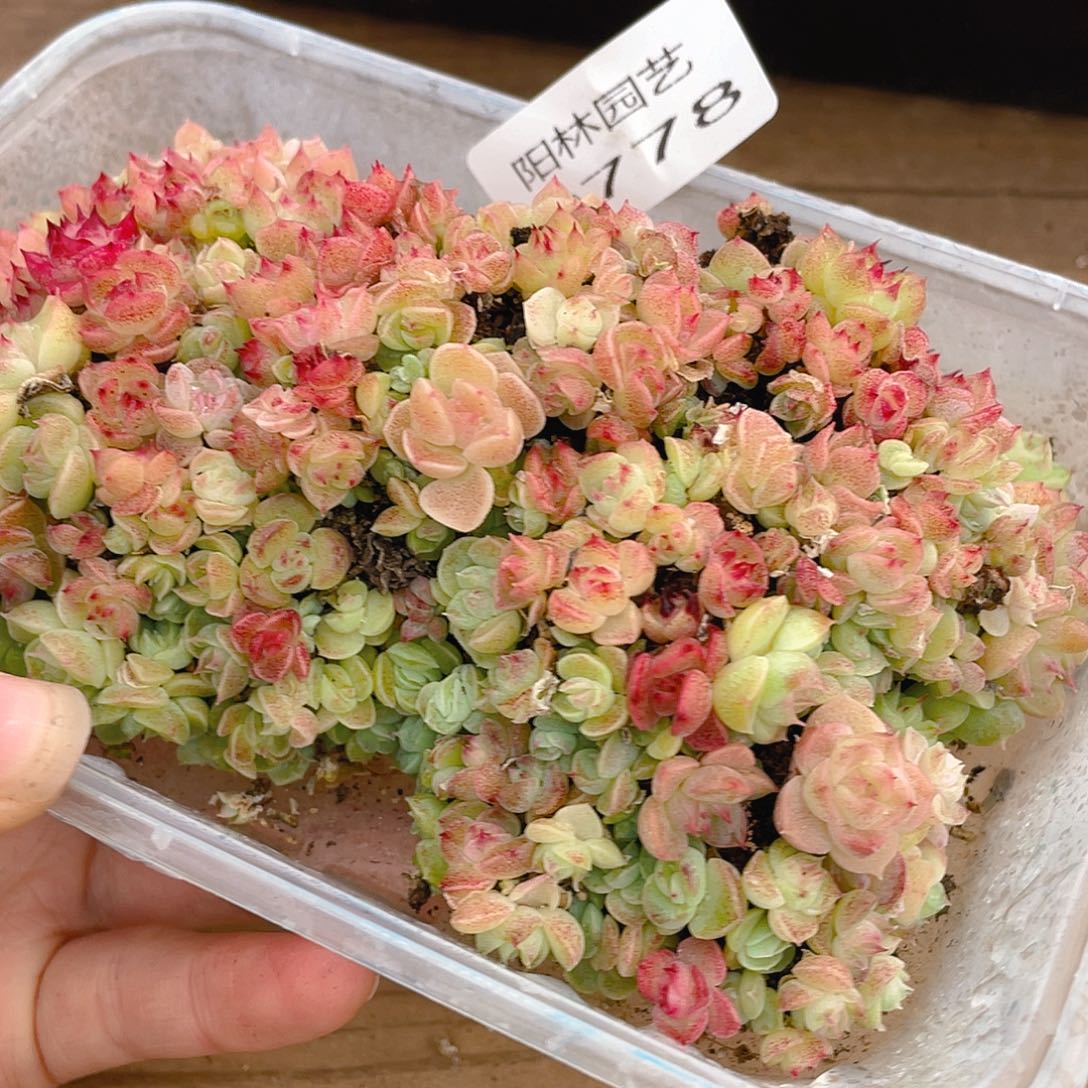 多肉植物多肉植物778