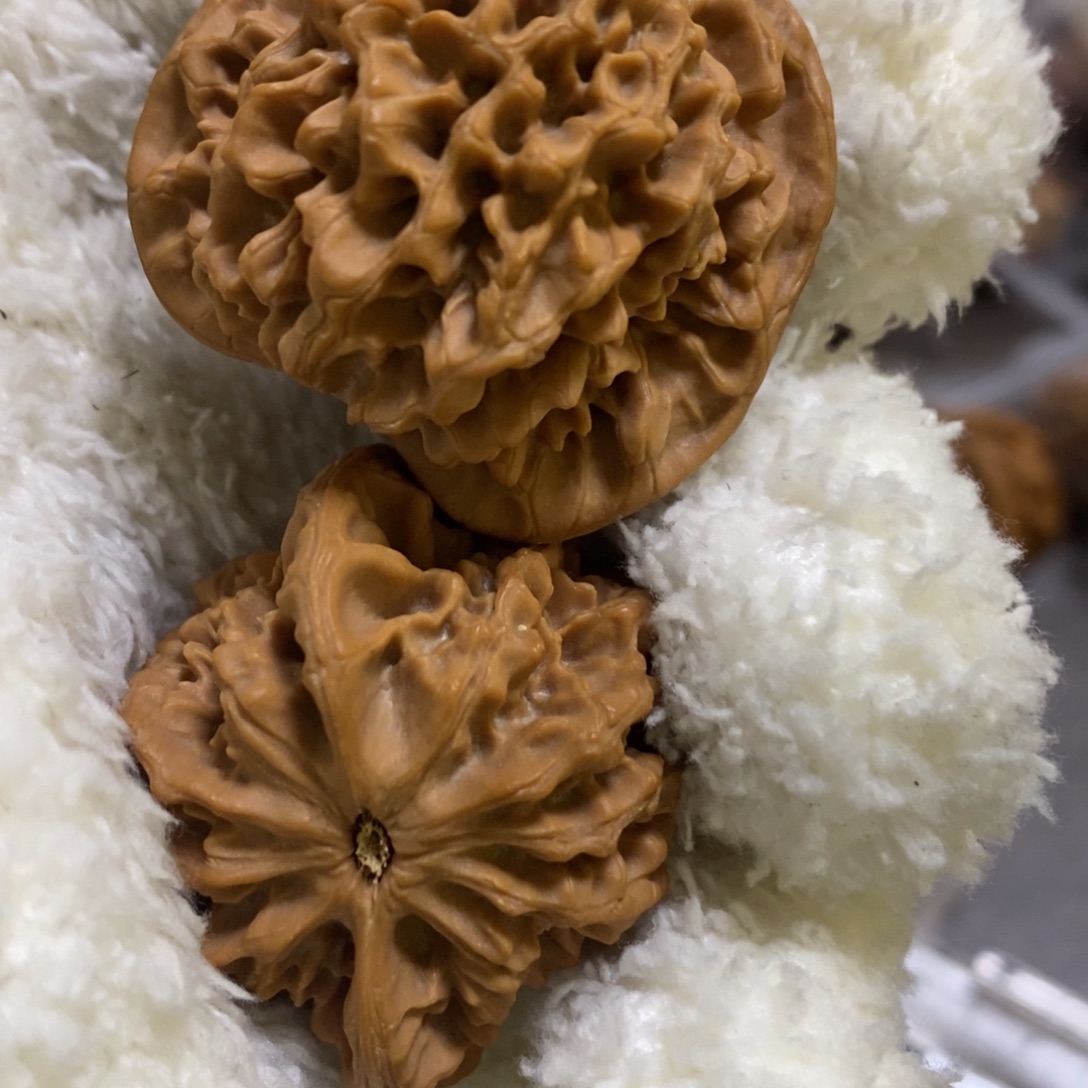 秦岭森林中出现大量秦闷