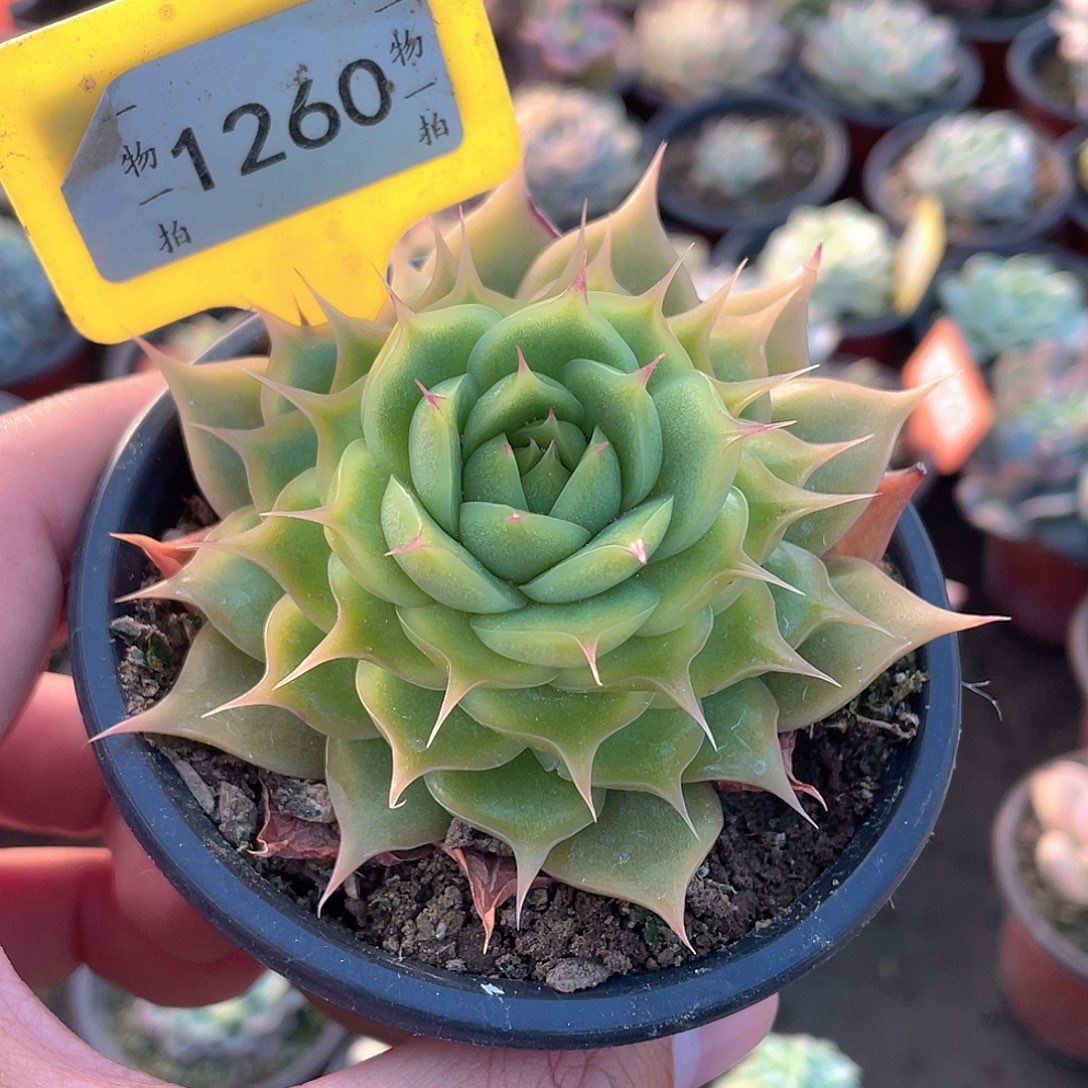 1260号多肉海胆多肉