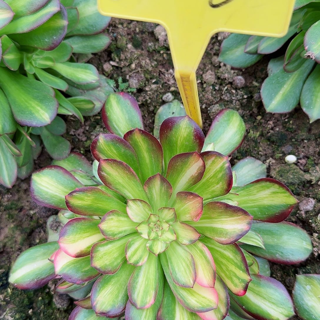 5-6---多头多肉植物