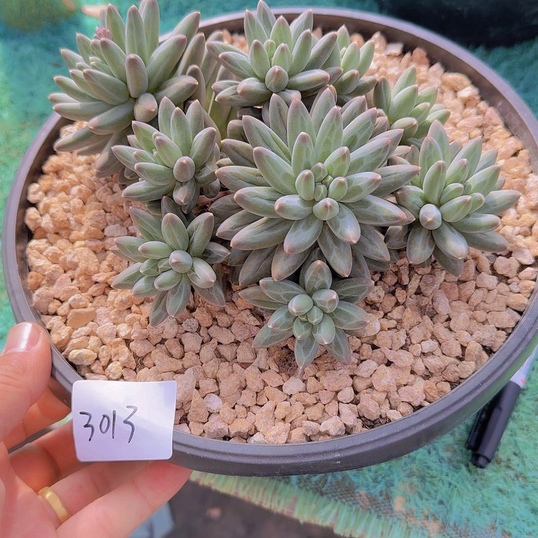 3013伊卡多肉植物