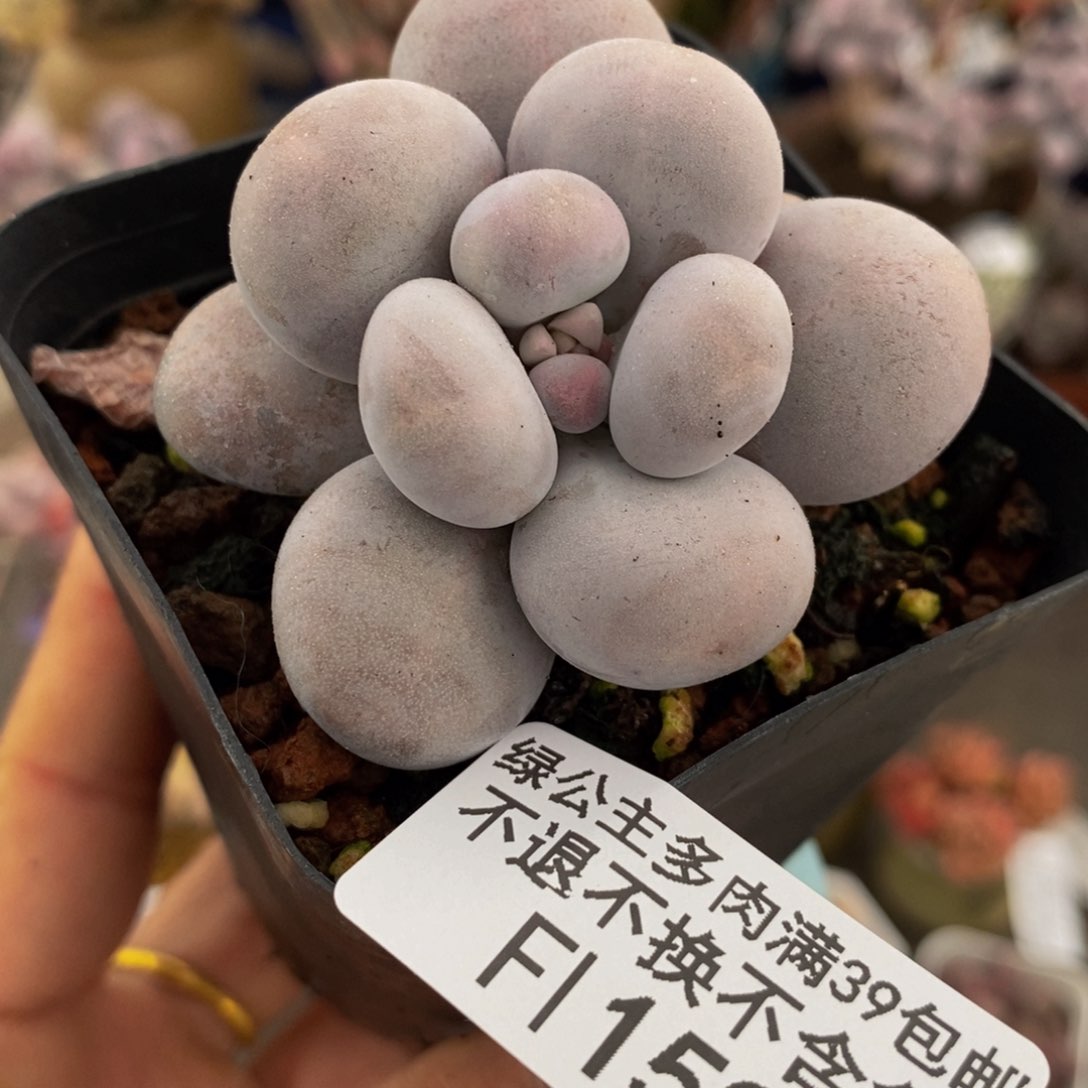 芭比奶酪159/5c m