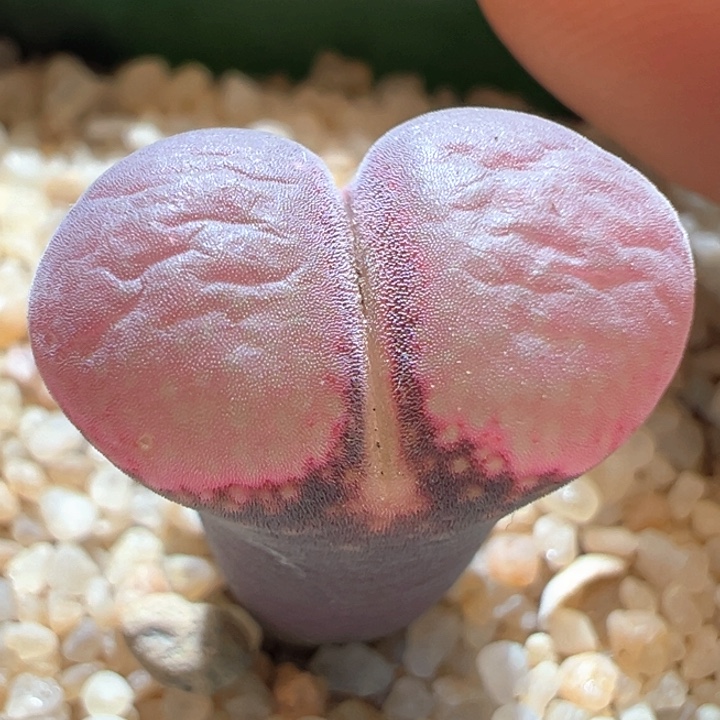 515。 优选流量密码。两年超大体型