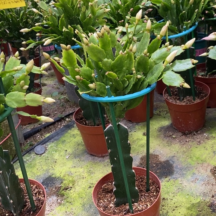 当前无花栽培后可以开花918嫁接雅思