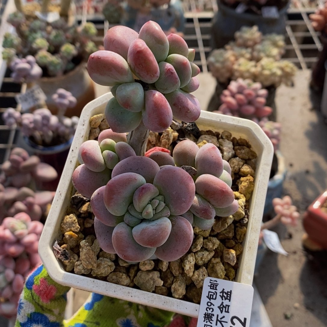 红洛神372。/6c m多肉