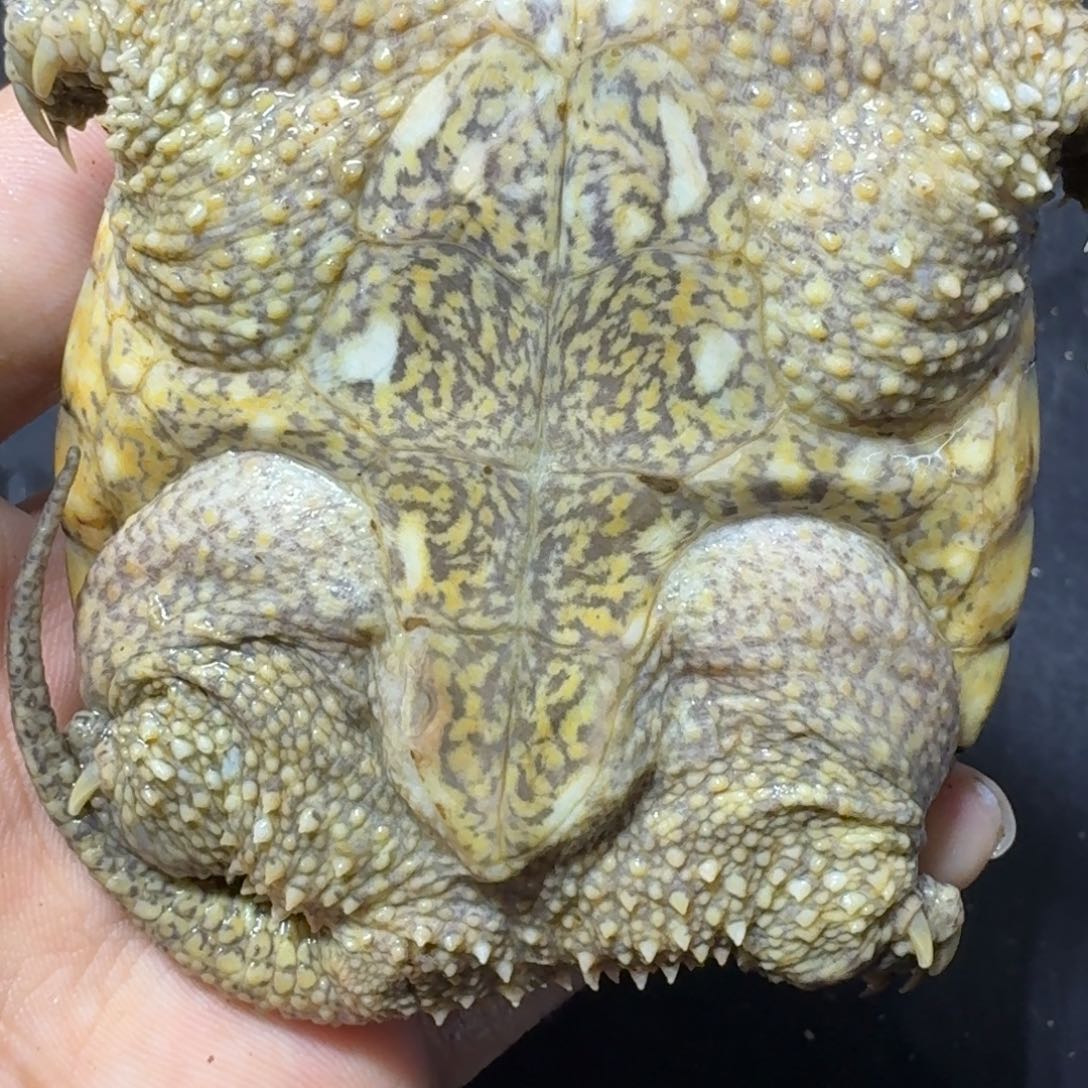 佛鳄龟包邮包活。。。