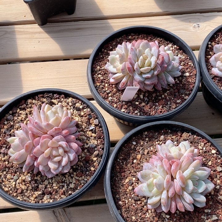 梦露3群 打包福利