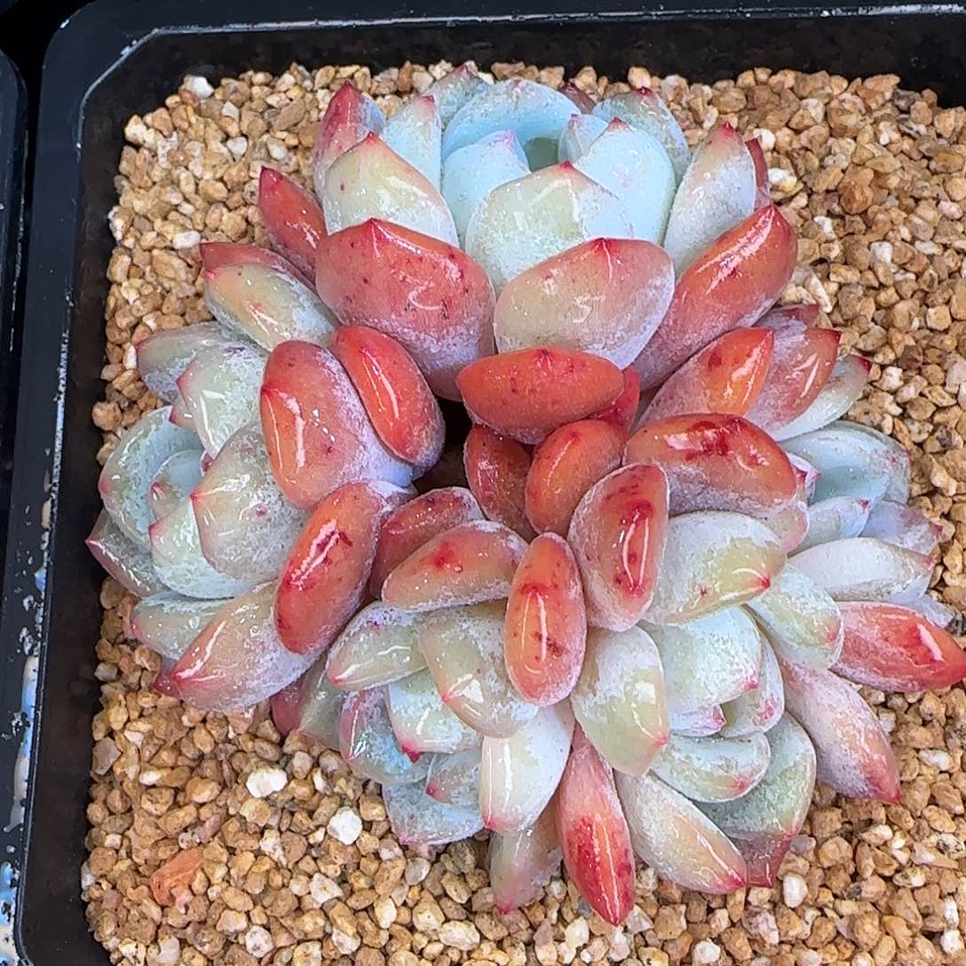 从前慢花园精选群生雪天使