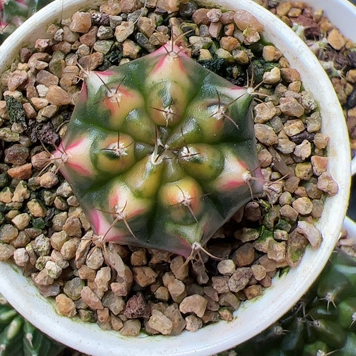 当前无花朵，栽培后可花朵