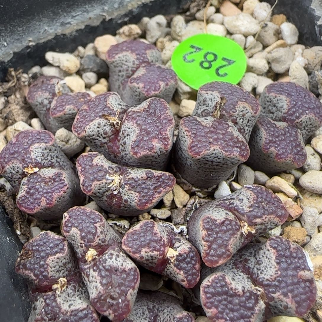 鱼子酱全窗超碟群282