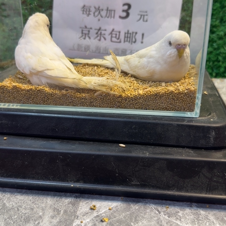 虎皮鹦鹉大头虎皮鹦鹉