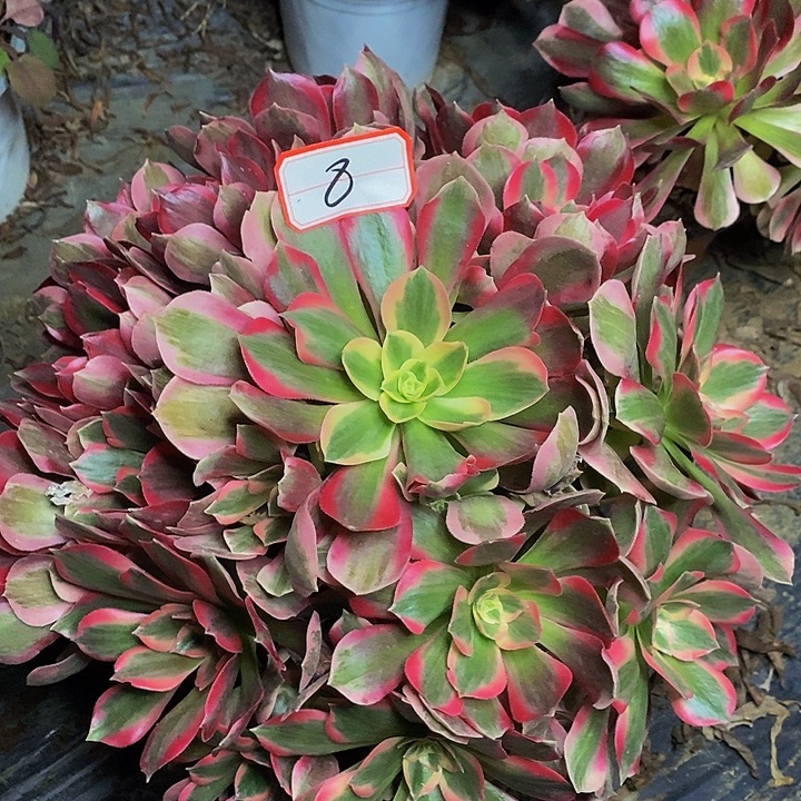 布加迪老桩流捧花8号