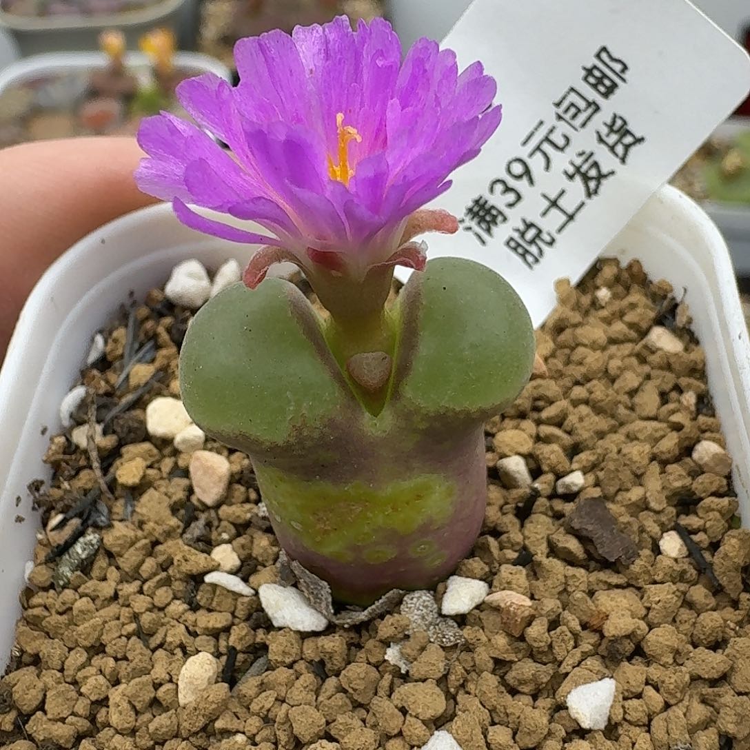 868粉女大母本哈哈哈哈哈