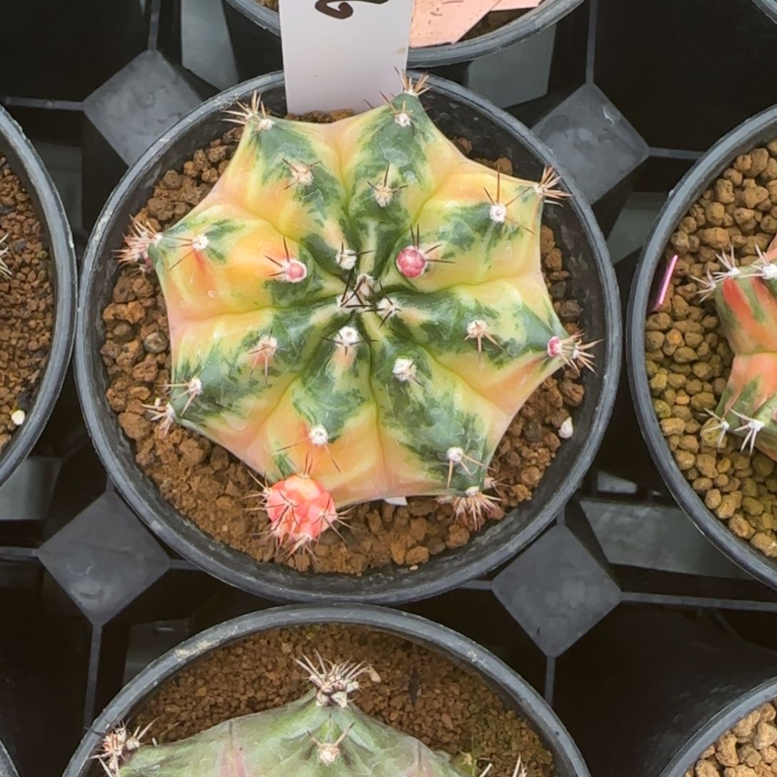 126-0212南瓜脱土发多肉