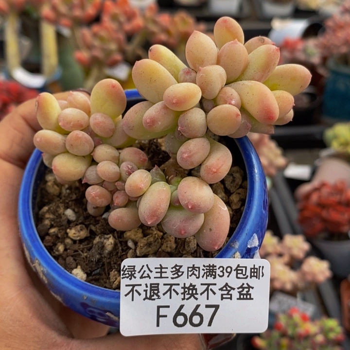 苹果奶缀7cm667多肉植物