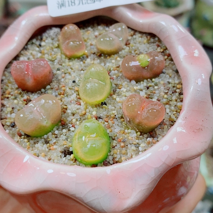 生石花花哈哈哈哈968