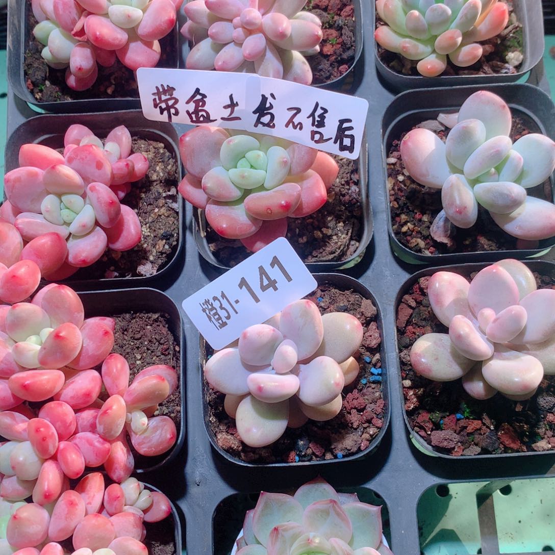 秋***刀31-141一物一拍多肉带盆10颗
