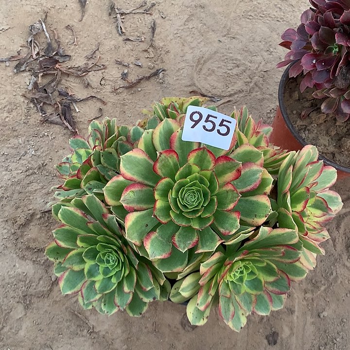 无花朵955奶白中