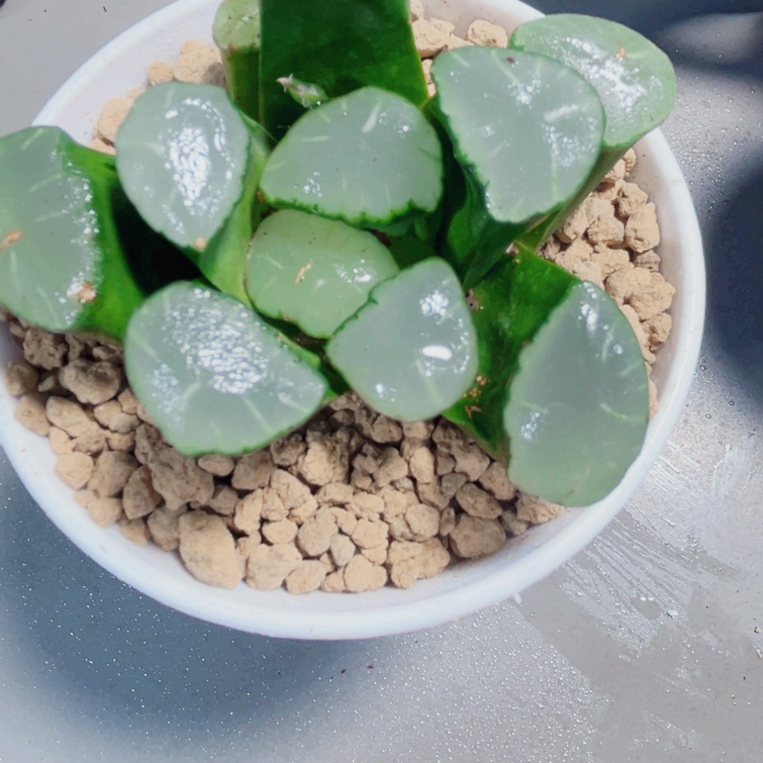 红月亮万象多肉植物6666