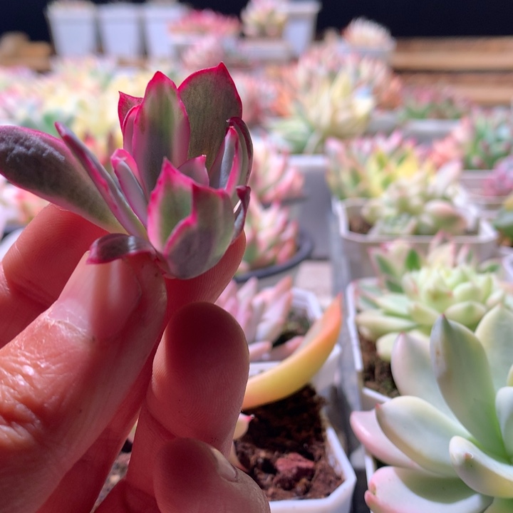 阿美星白覆轮锦砍头