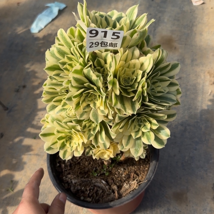 迈巴赫……多肉植物……