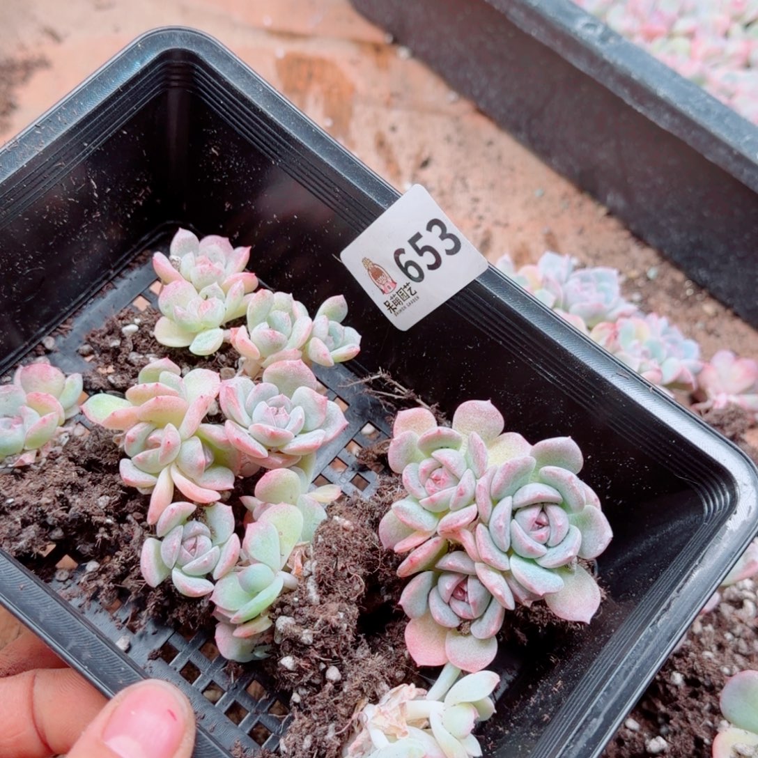 溺****多肉植物多肉植物