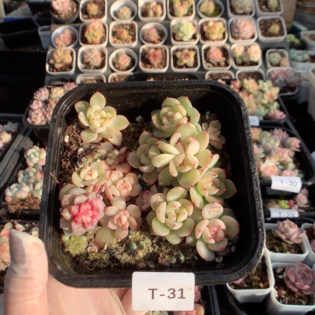 无花朵T31英语单词