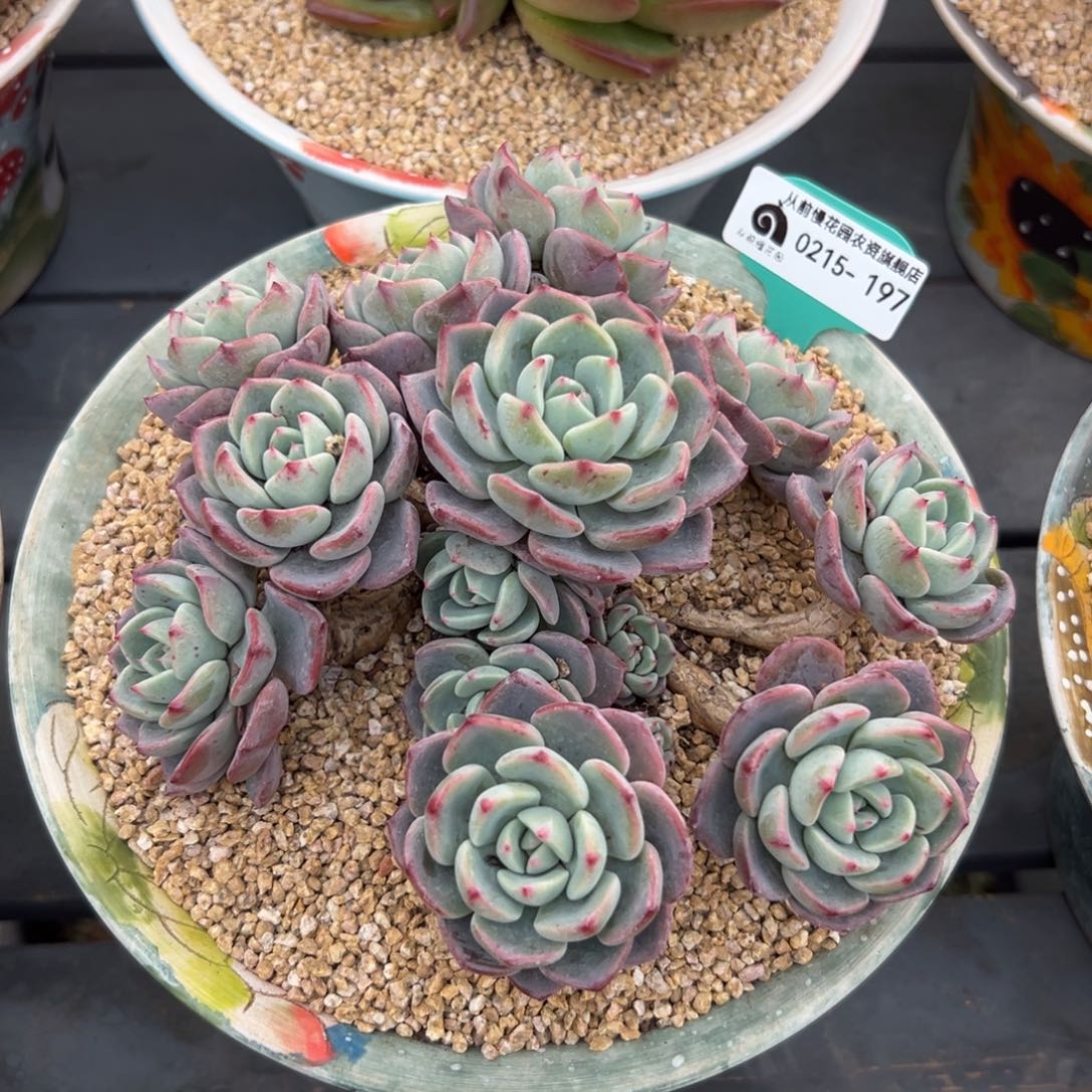 多肉一物一拍0214-197