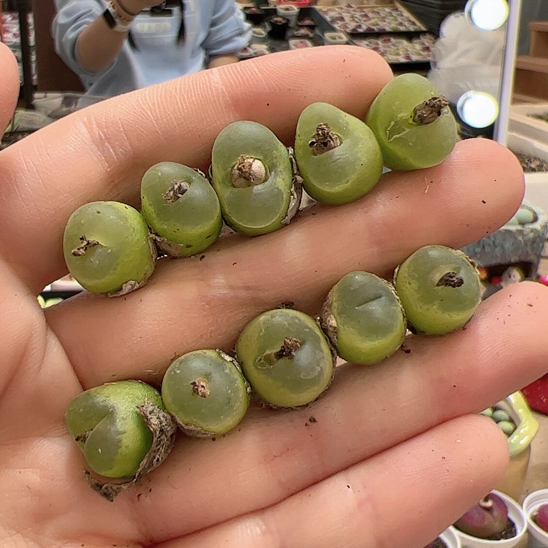 【闪购商品】148 o泡