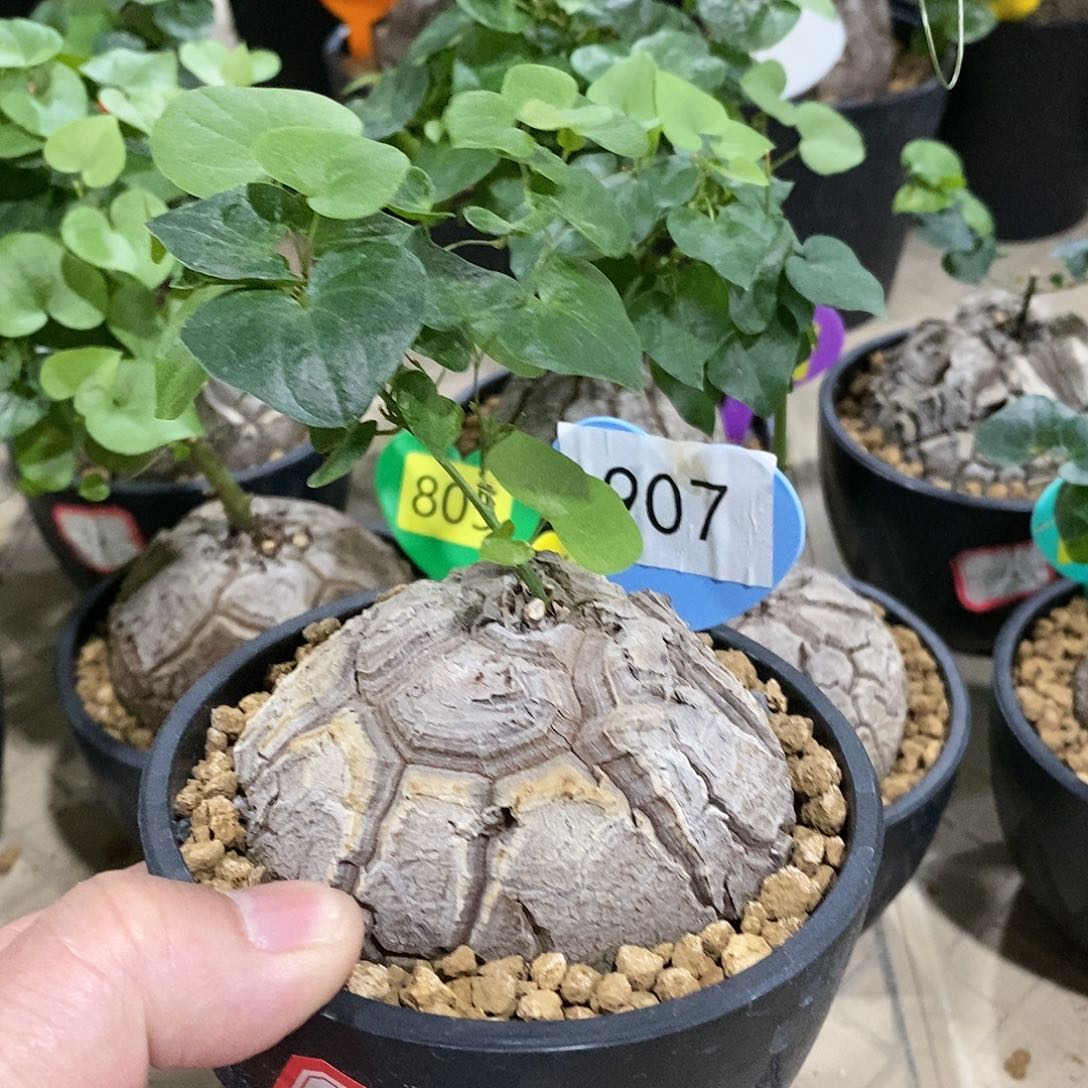 南非龟甲龙龟甲龙