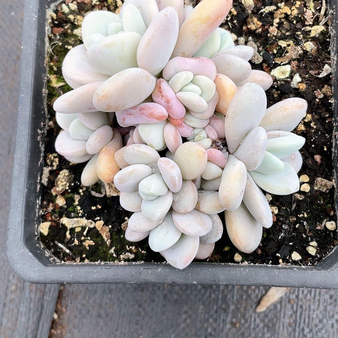 粉兔朵朵缀化多肉植物