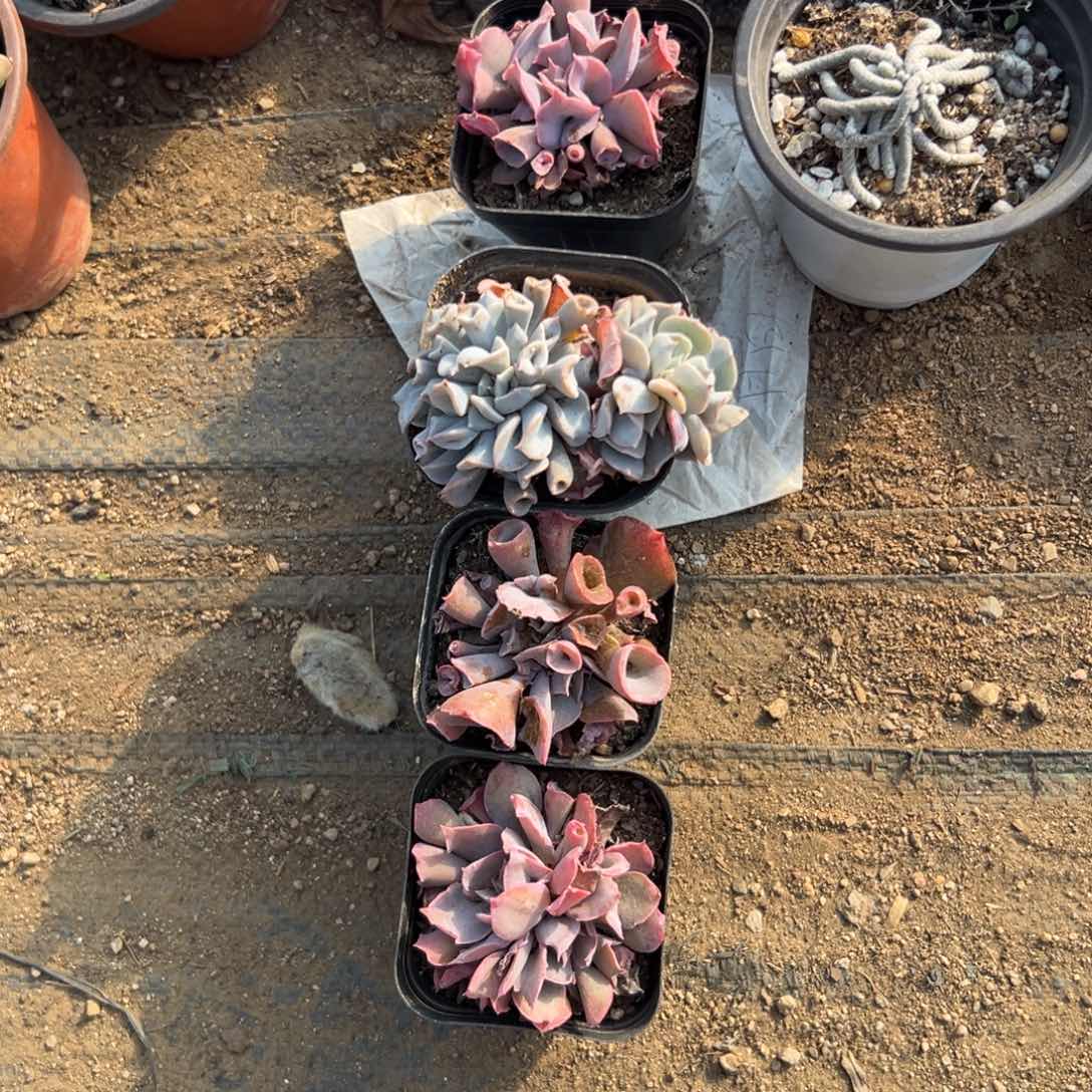 哒***.多肉植物四颗魔笛