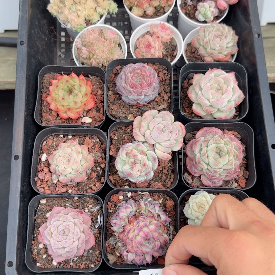 框拍框拍框0113-61