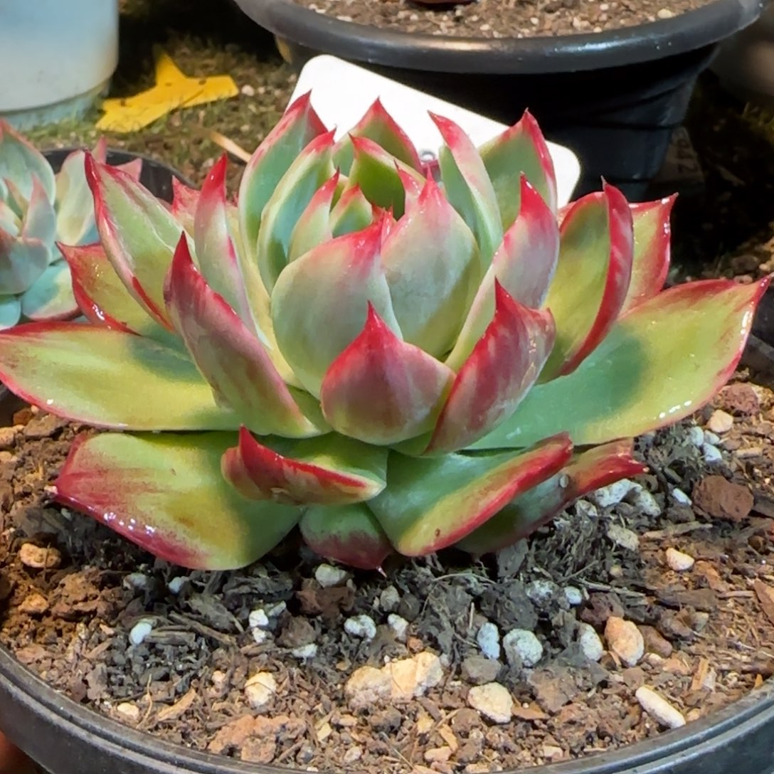 细叶拉丝惊鸿一物一拍包装收缩花旱296