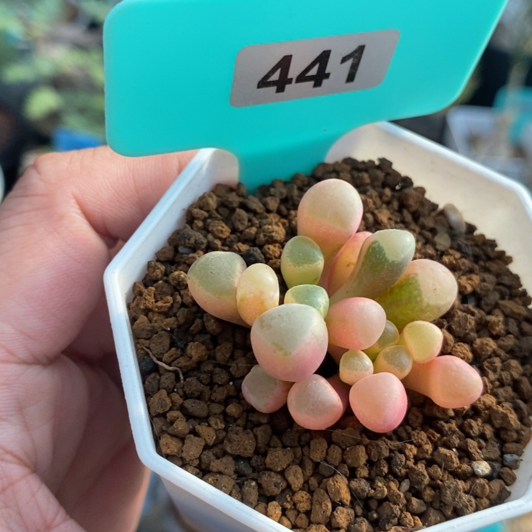 五十铃玉锦多肉植物