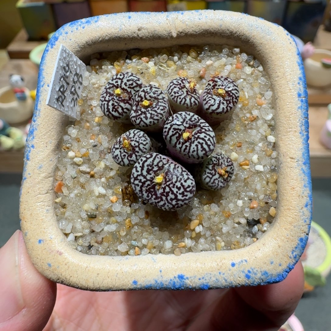 蘑菇1051墨墨墨墨墨多肉植物