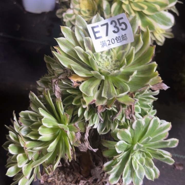 瑞妈一物一拍735