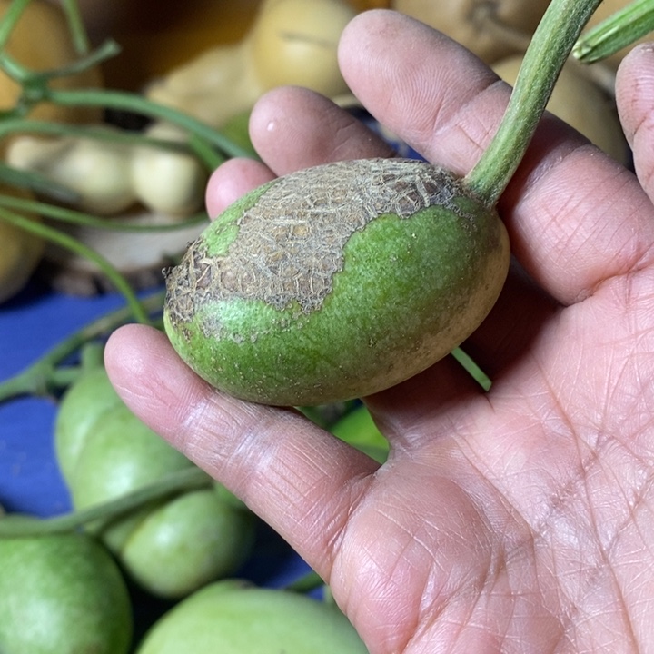 爱***女青皮葫芦手把件摆件