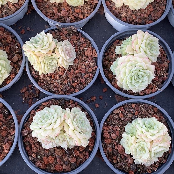 117白天鹅麦杆群生 福利多多