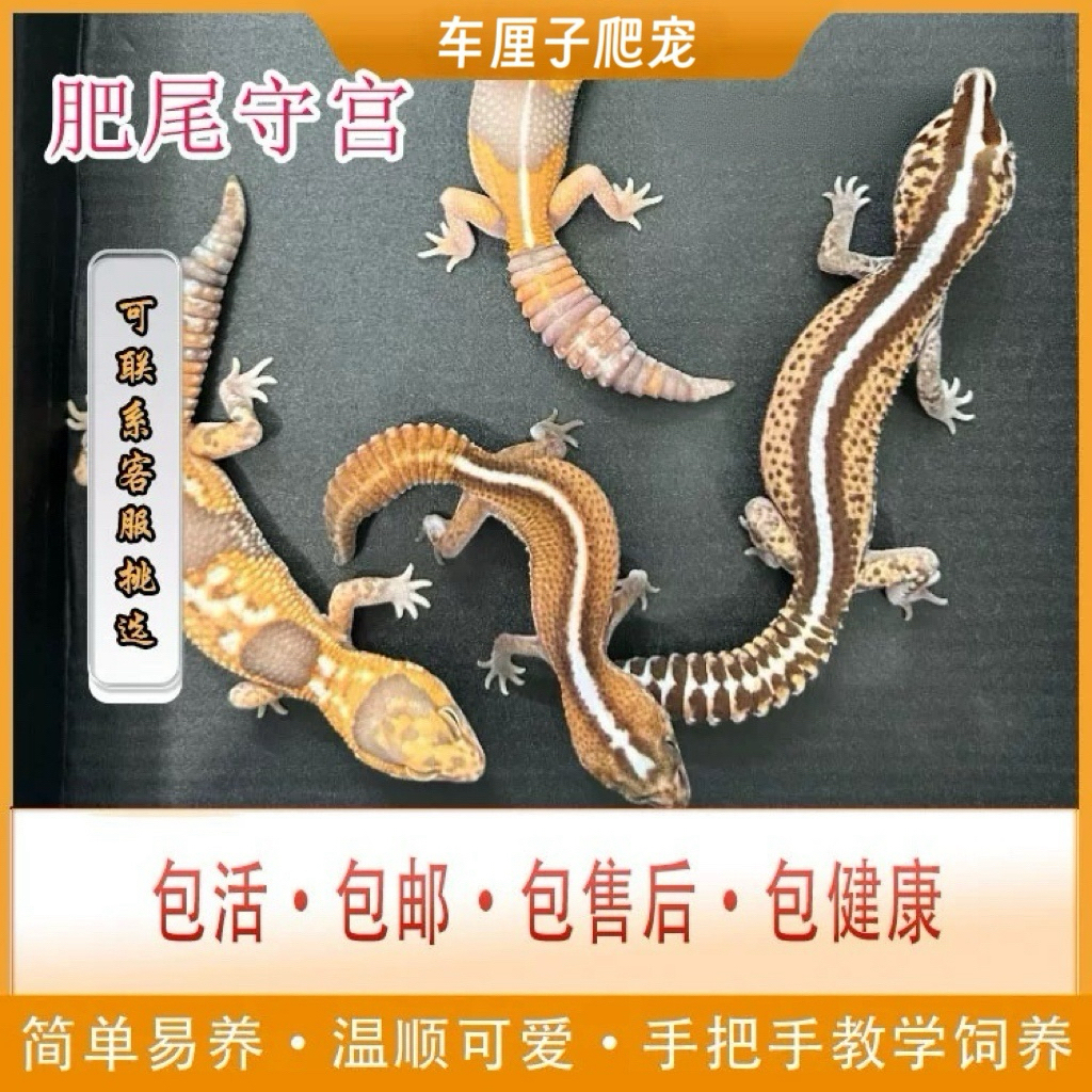 肥尾守宫温顺可爱懒人爬宠活体爬宠好养活适合新手入门一物一拍