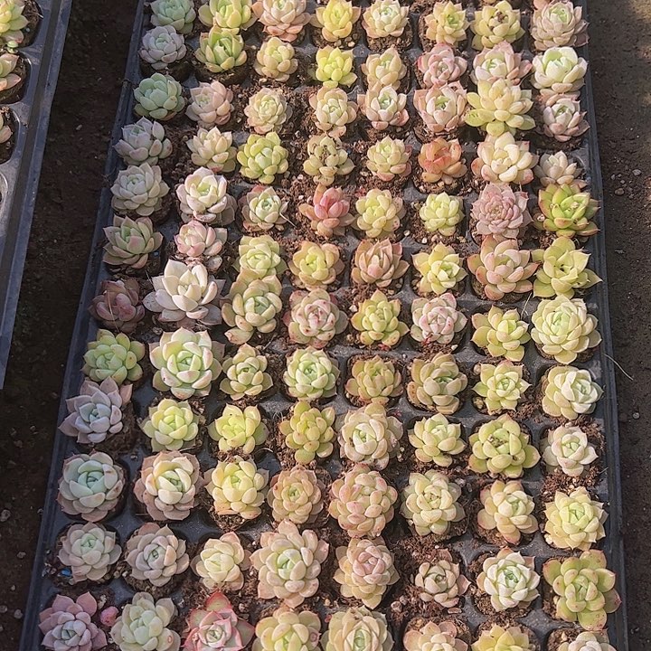 直播福利一物一拍292