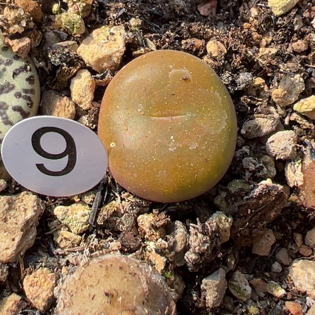 多肉植物111111111111111