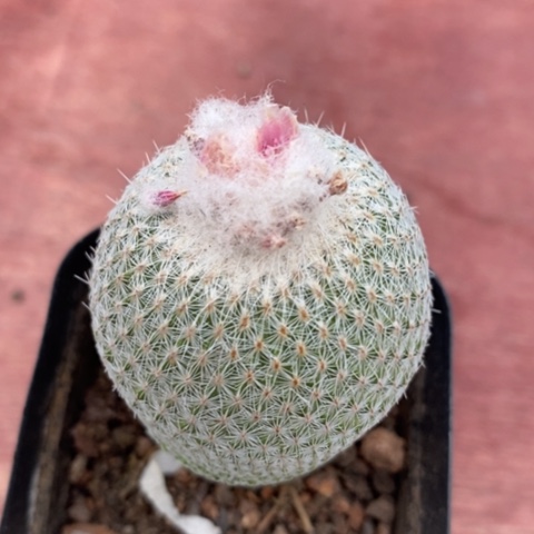 月世界单3仙人球