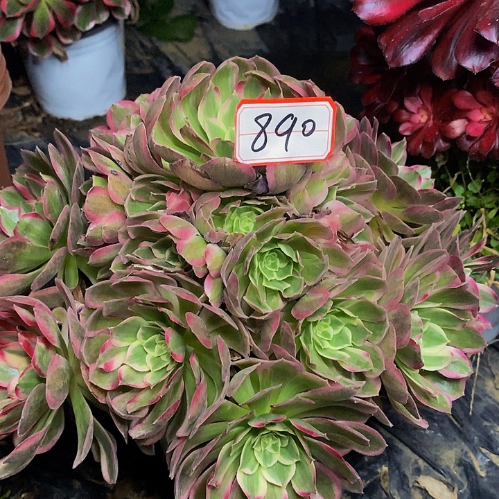 海***韵孔雀翎老桩捧花890号